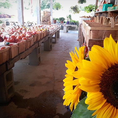 Pick Your Own Tomatoes