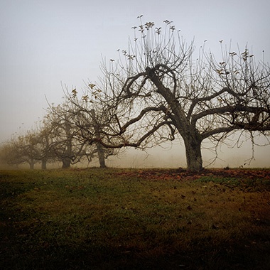 Apple Trees