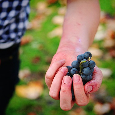 Pick Your Own Grapes