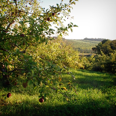 Hollis Orchards
